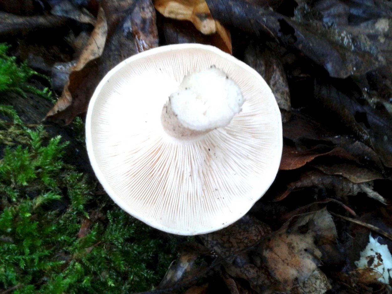 Лепиота шероховатая