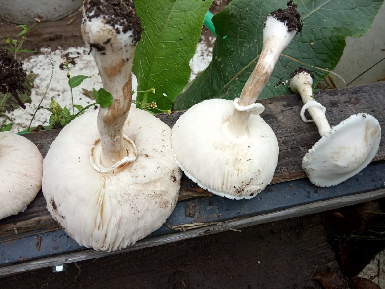 Leucoagaricus gongylophorus