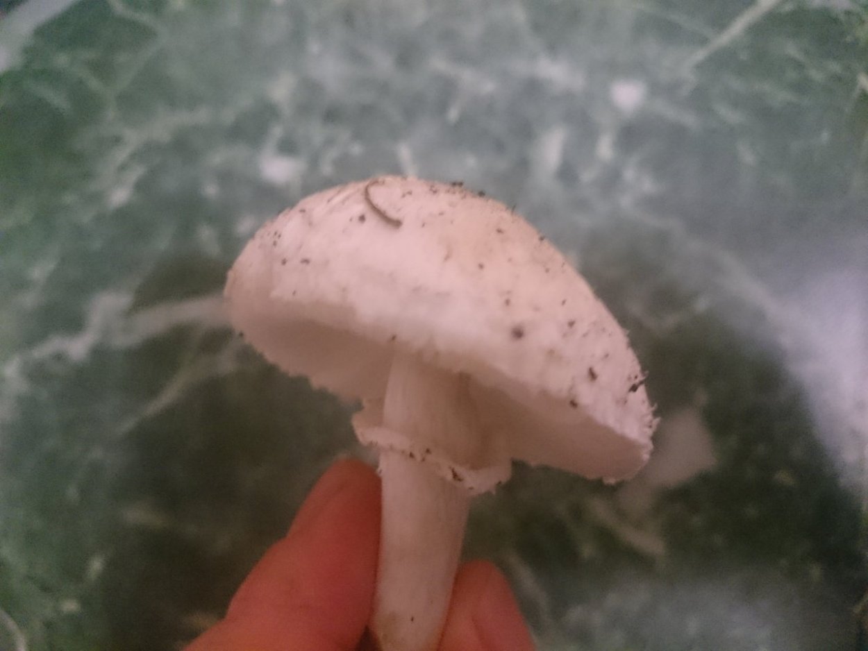 Шампиньон обыкновенный (Agaricus Campestris)