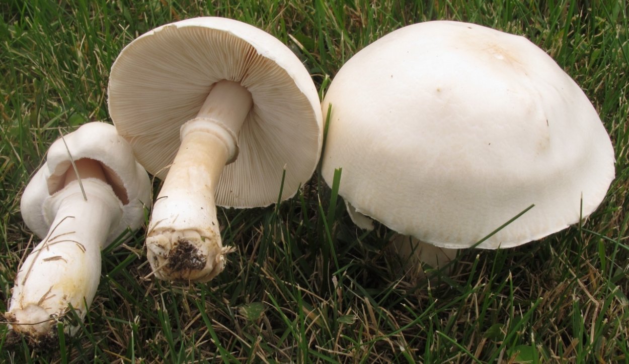 Шампиньон пёстрый (Agaricus meleagris)