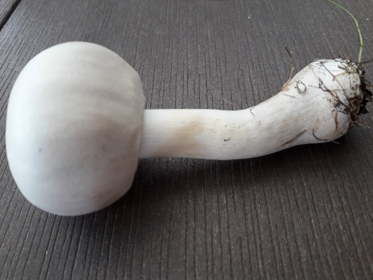 Белошампиньон краснопластинчатый (Leucoagaricus Leucothites)