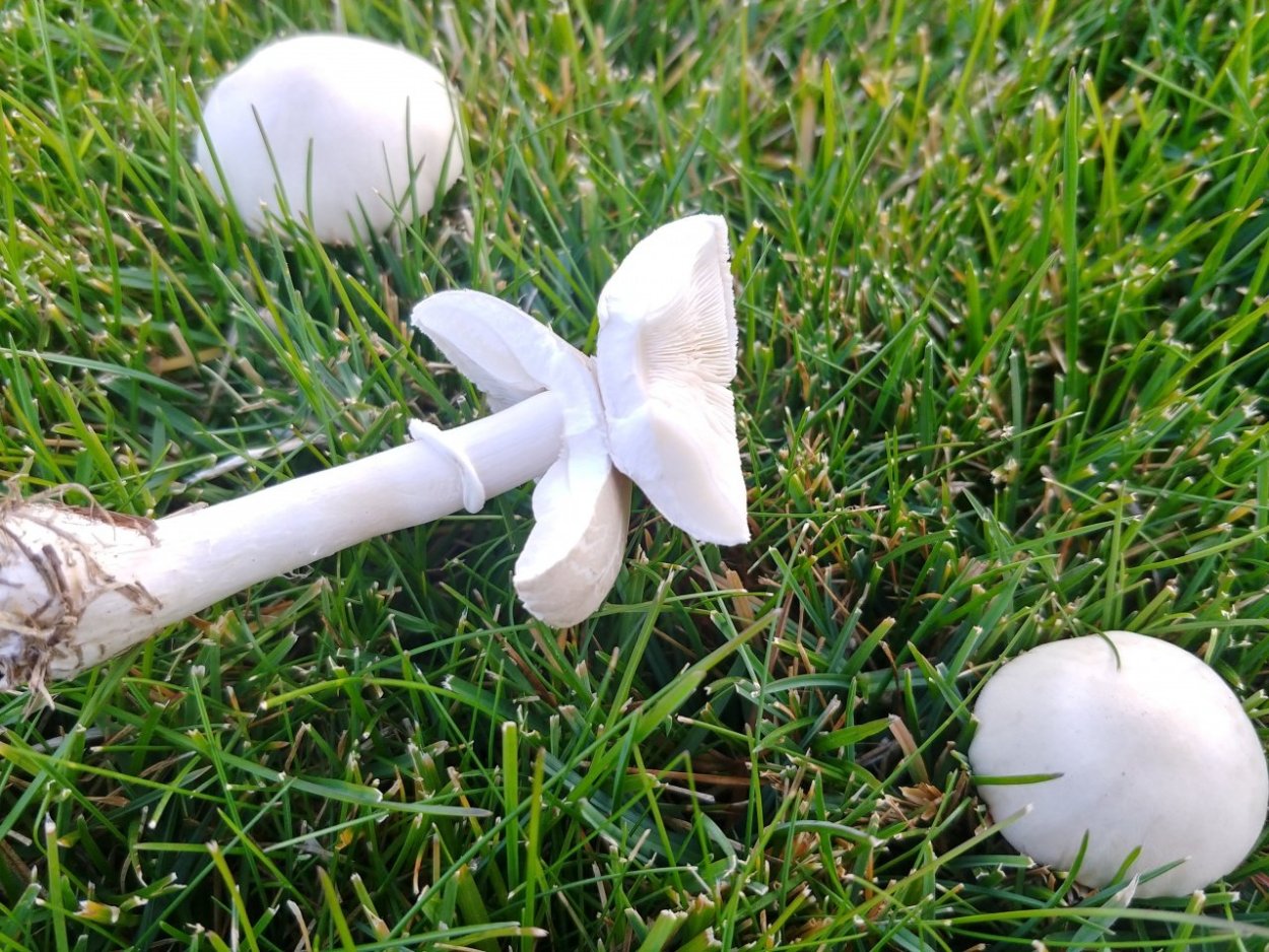Leucoagaricus irinellus