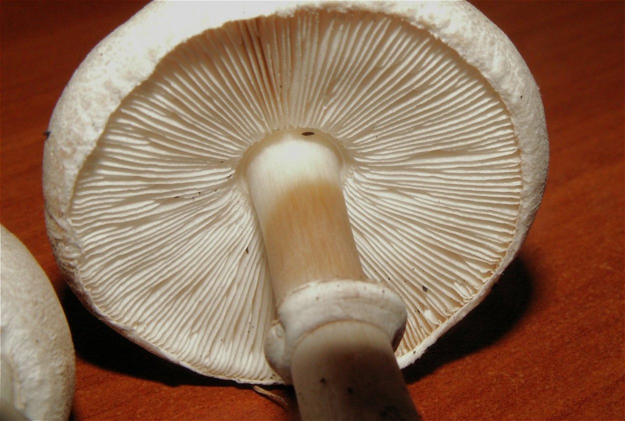 Белошампиньон телеснопластинковый