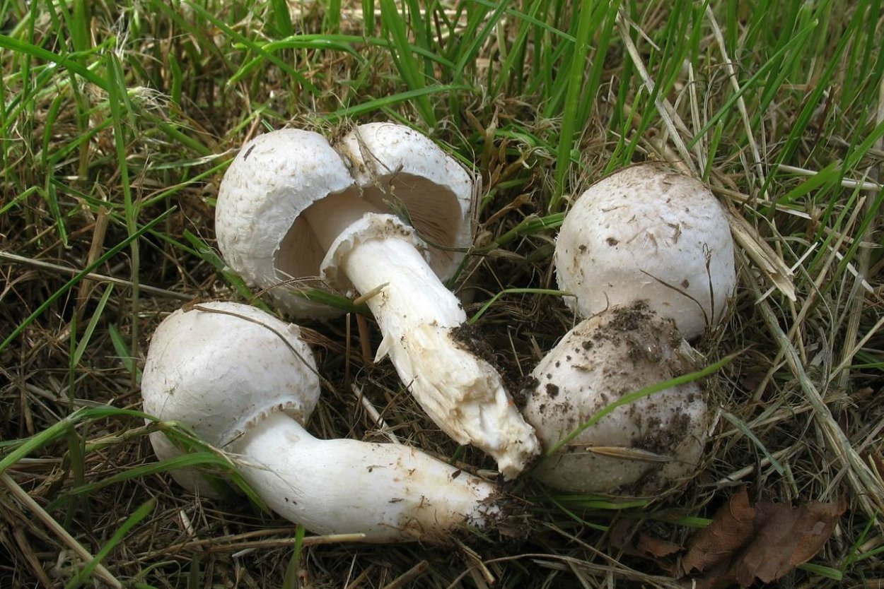 Белошампиньон длиннокорневой