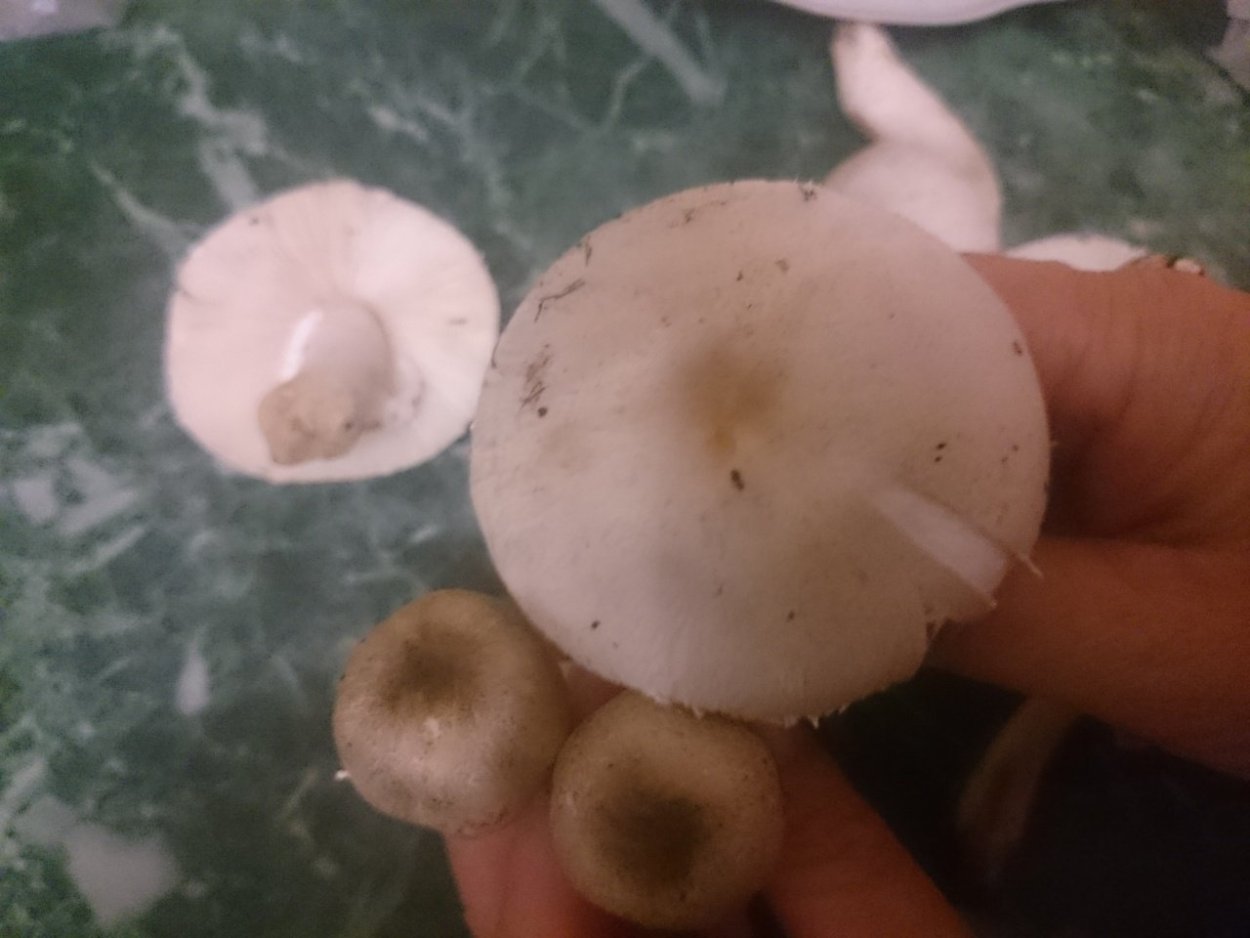 Белошампиньон краснопластинчатый (Leucoagaricus Leucothites)