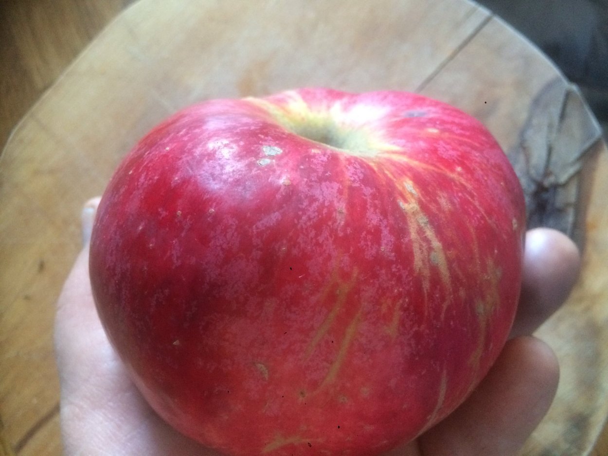 Алматинский Апорт яблоня