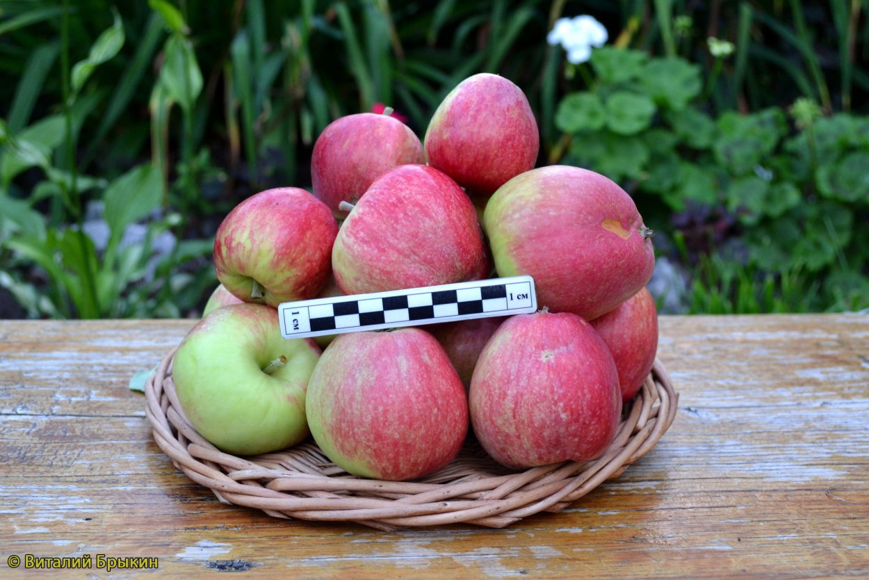 Сорт яблок Алматинский Апорт