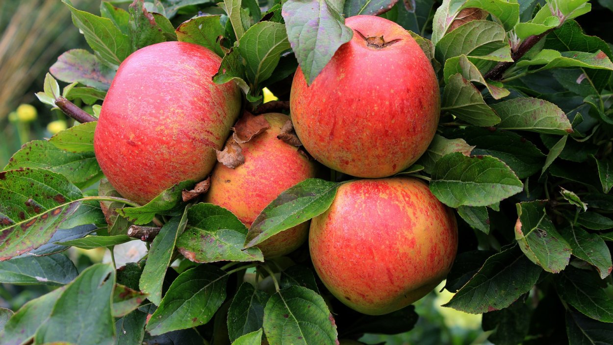 Яблоня Апорт Александр