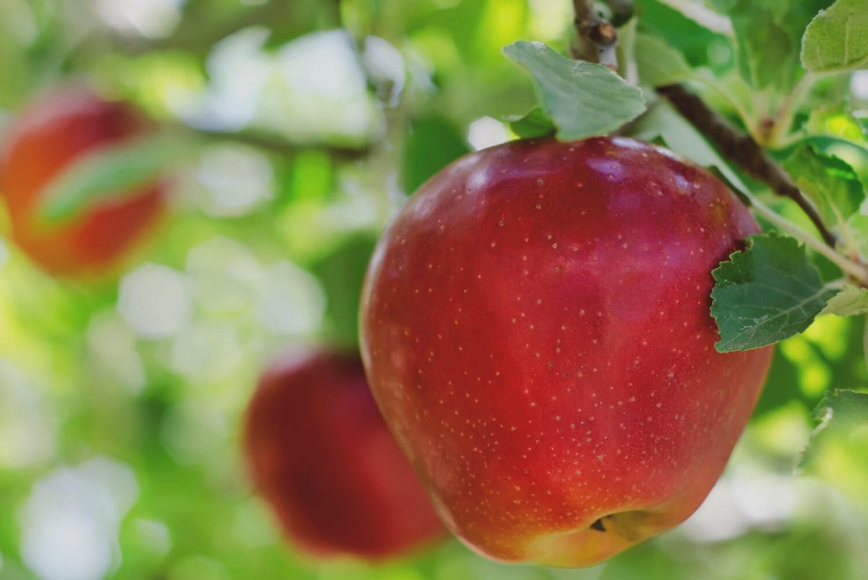 Яблоня сорта Апорт Алматинский