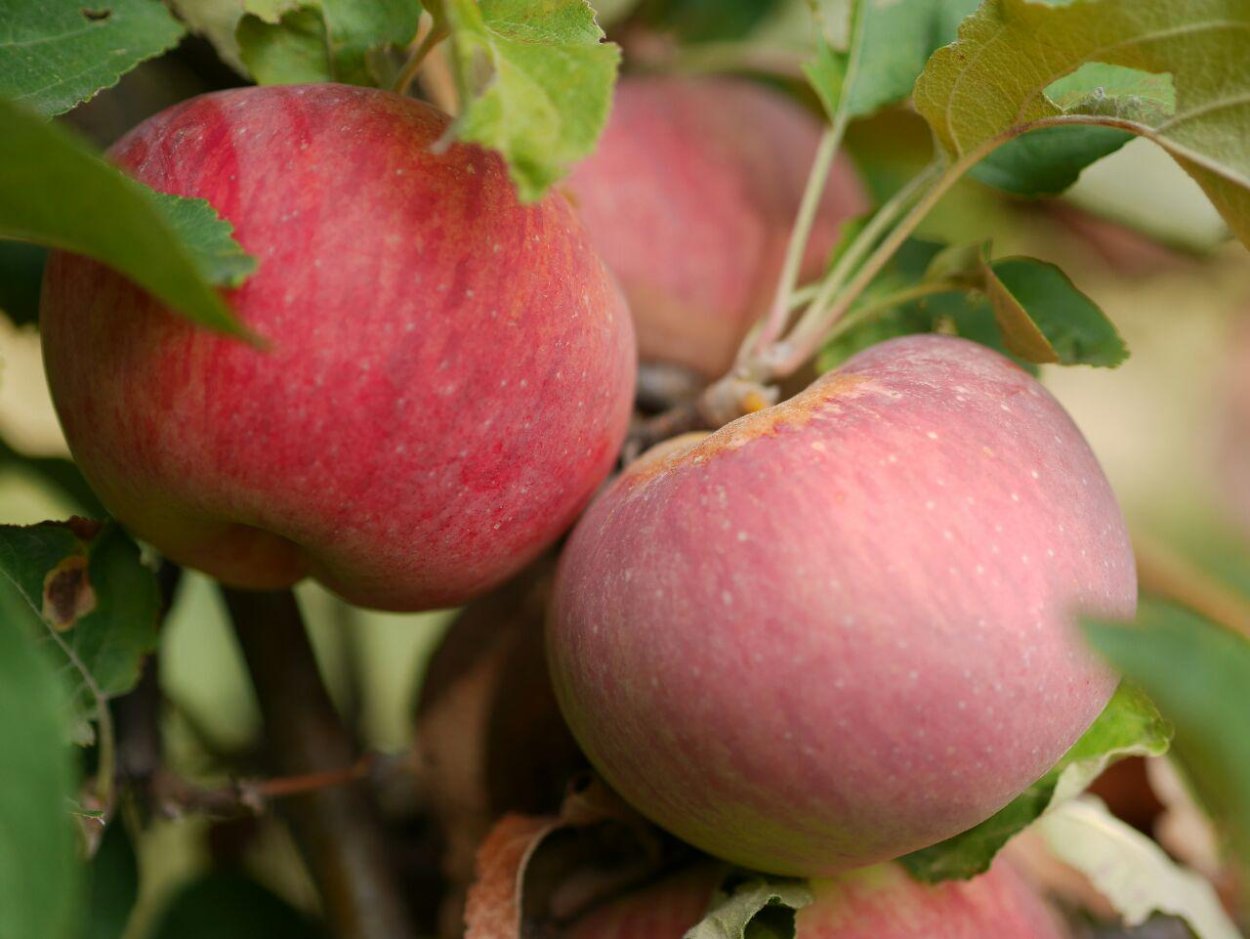 Сорт Алмаатинский Апорт яблоки