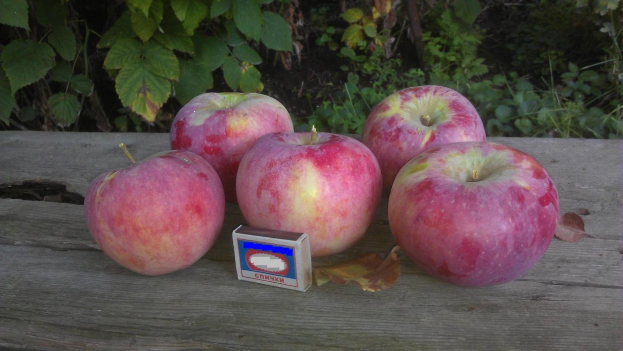 Яблоко сорт Салтанат