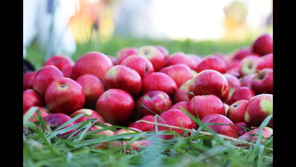 Яблоня Апорт кроваво красный