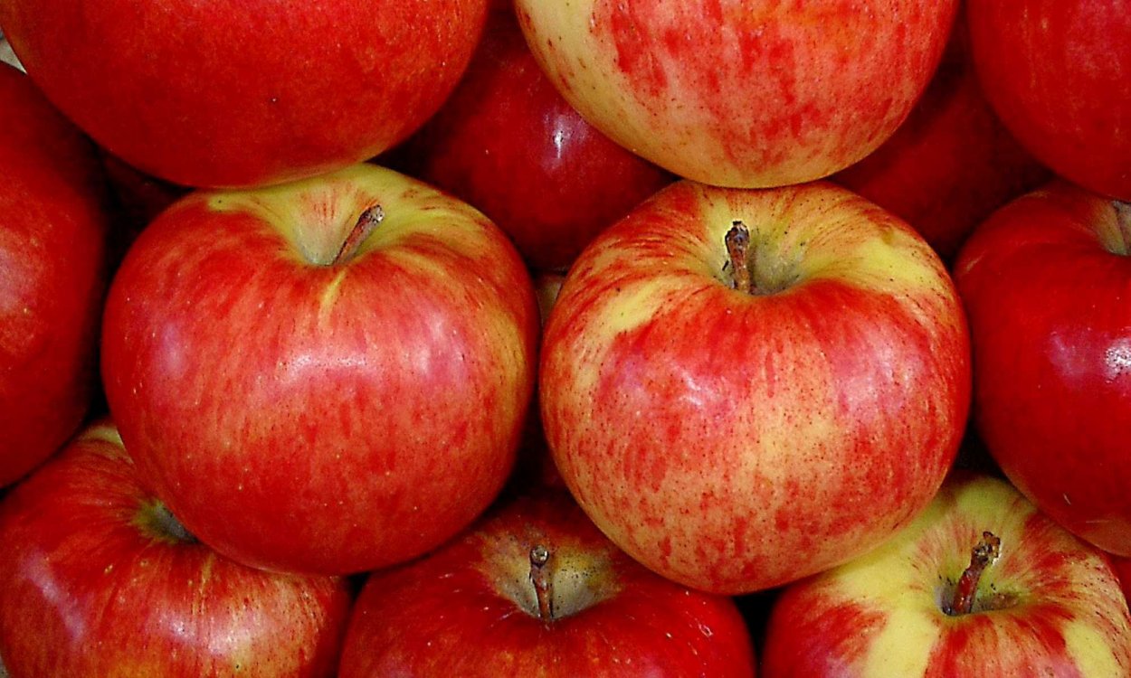 Яблоня Апорт Александр