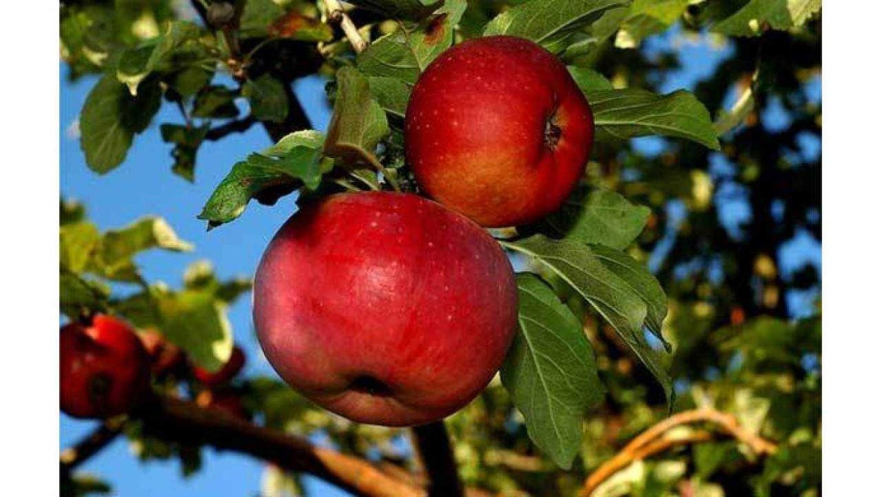 Алматинский Апорт яблоки вес