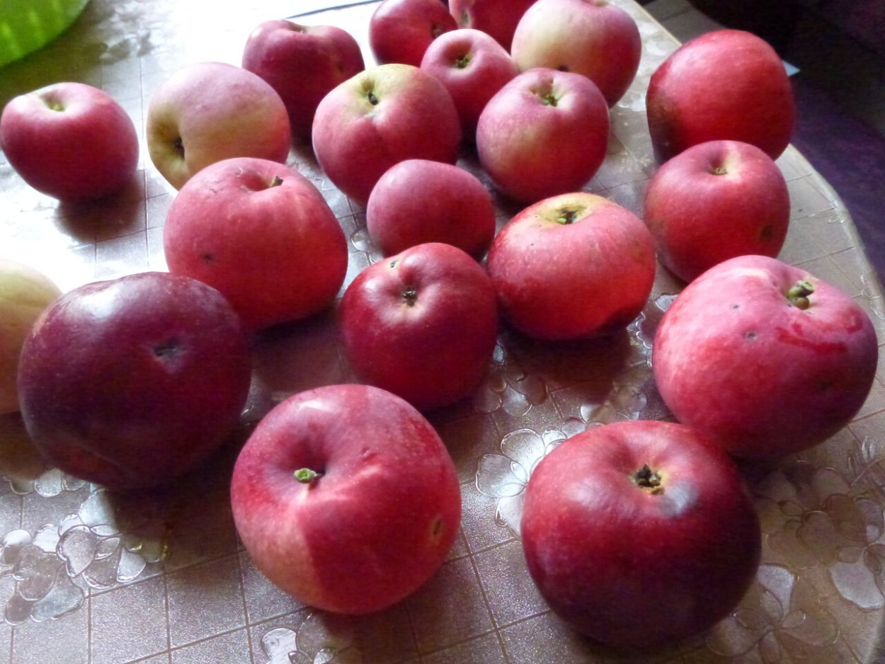 Алма Ата яблоки Апорт