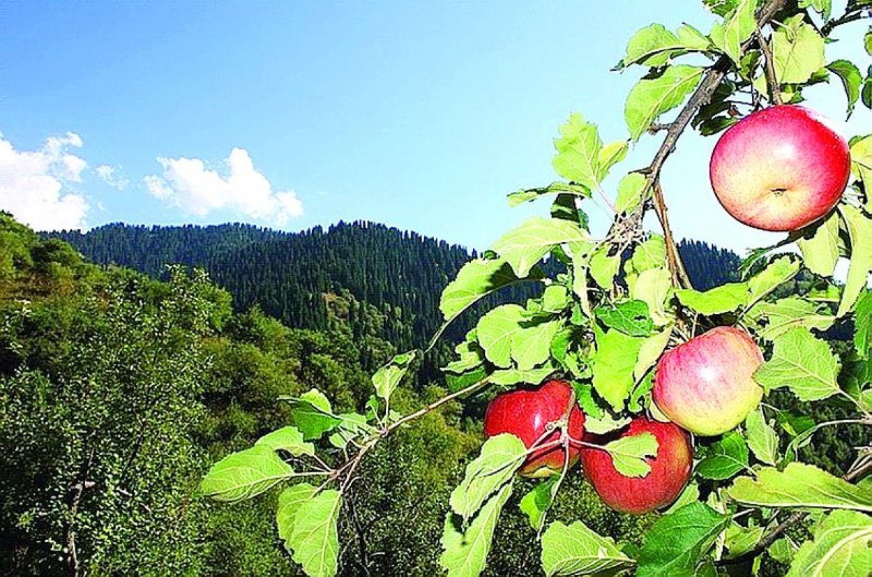 Яблоня Эмпайр