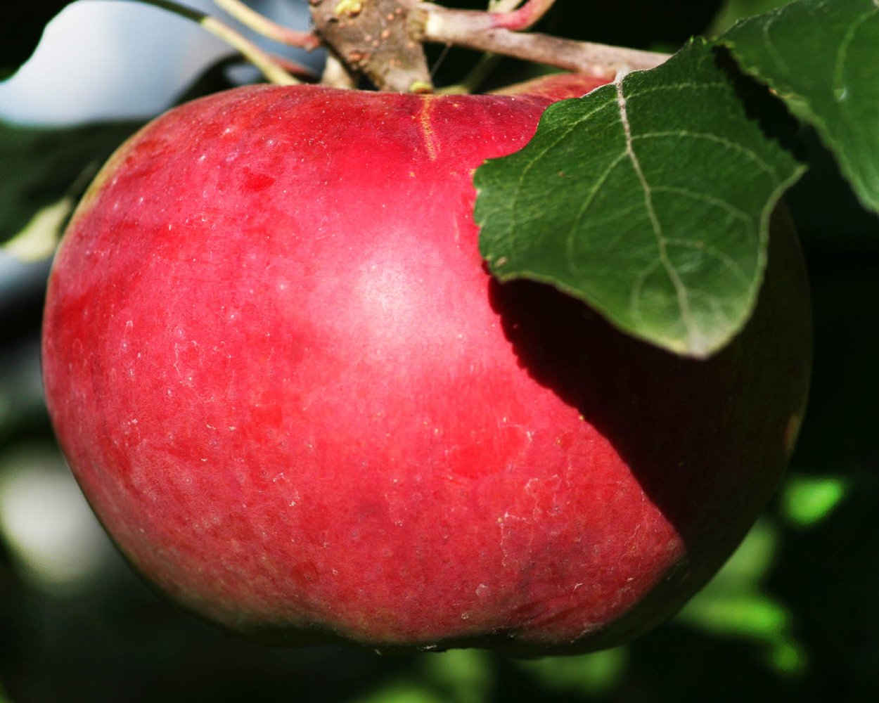 Яблоня Джонафри