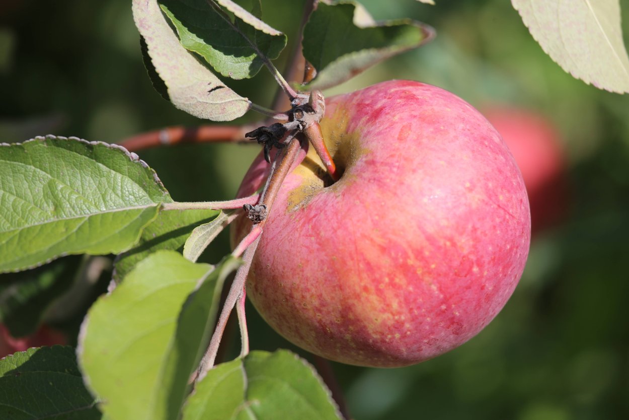 Яблоня Апорт Алма Атинский