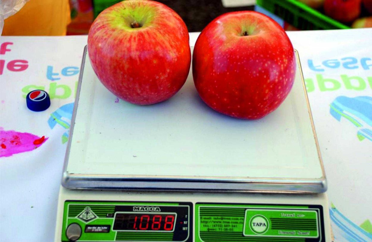 Яблоки сорта Апорт Казахстан