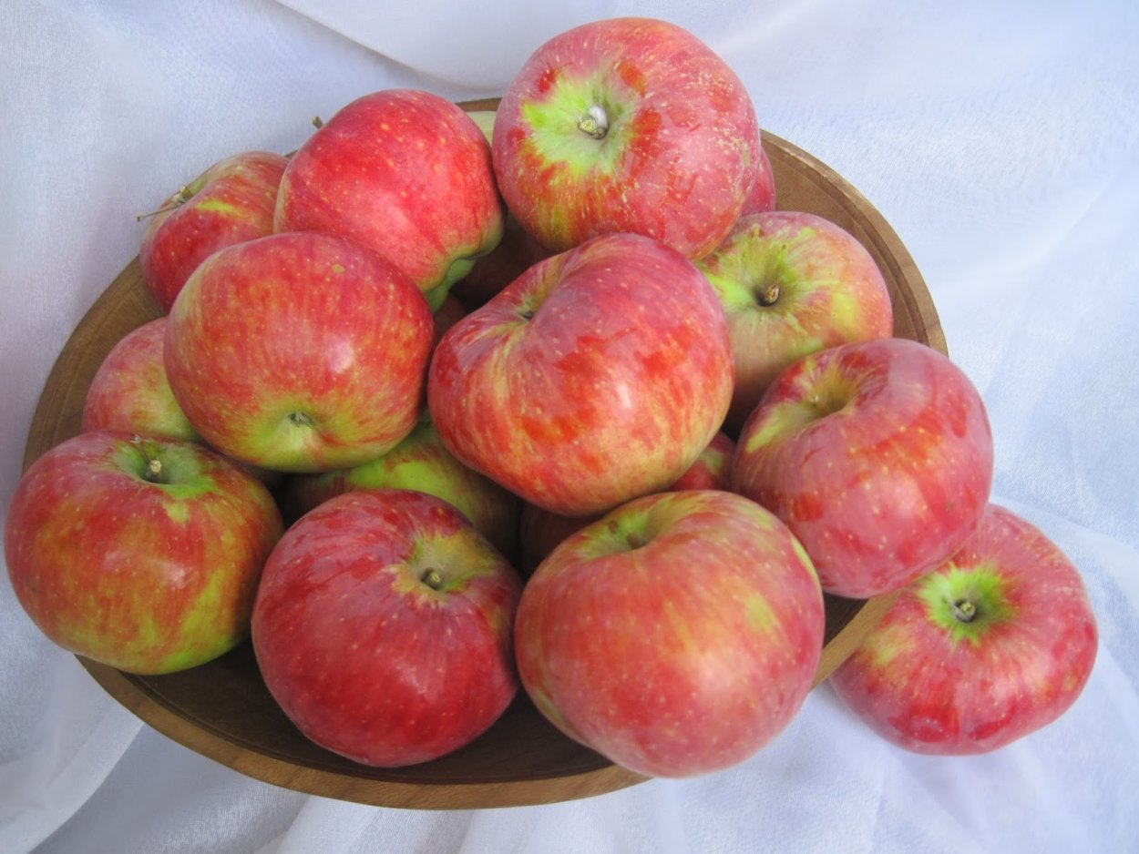 Яблоня «Апорт Алмаатинский (Александр)»