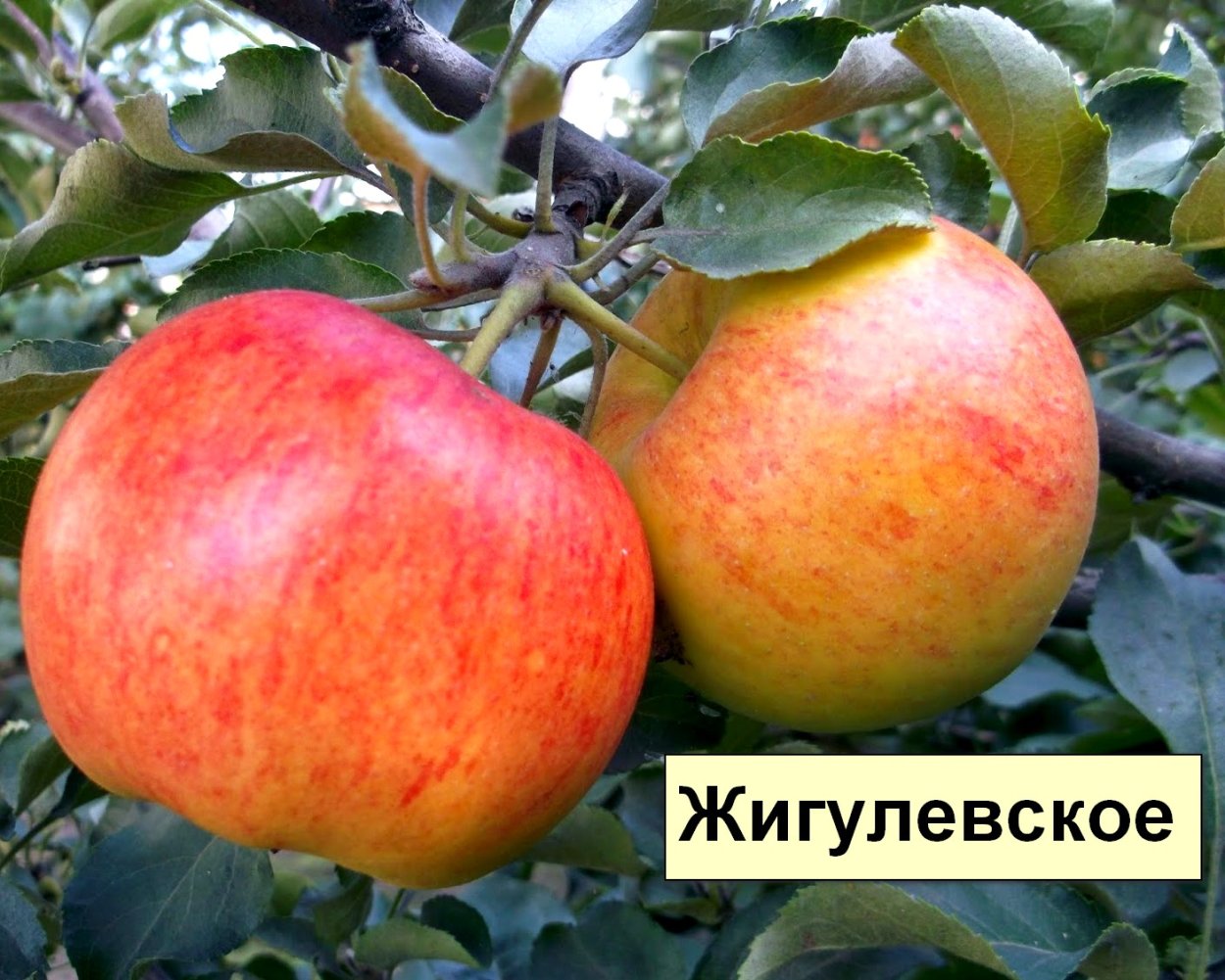 Сорт яблони боровинка характеристика