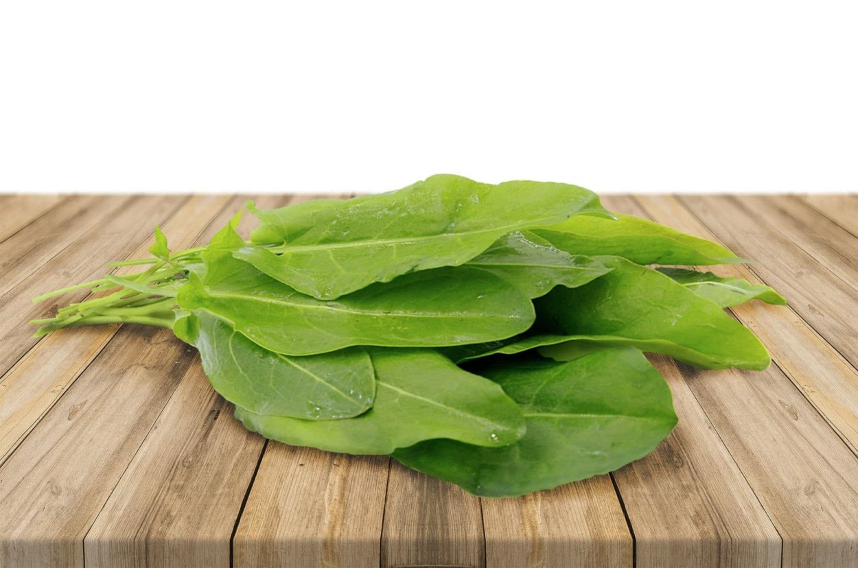 Щавель пучок