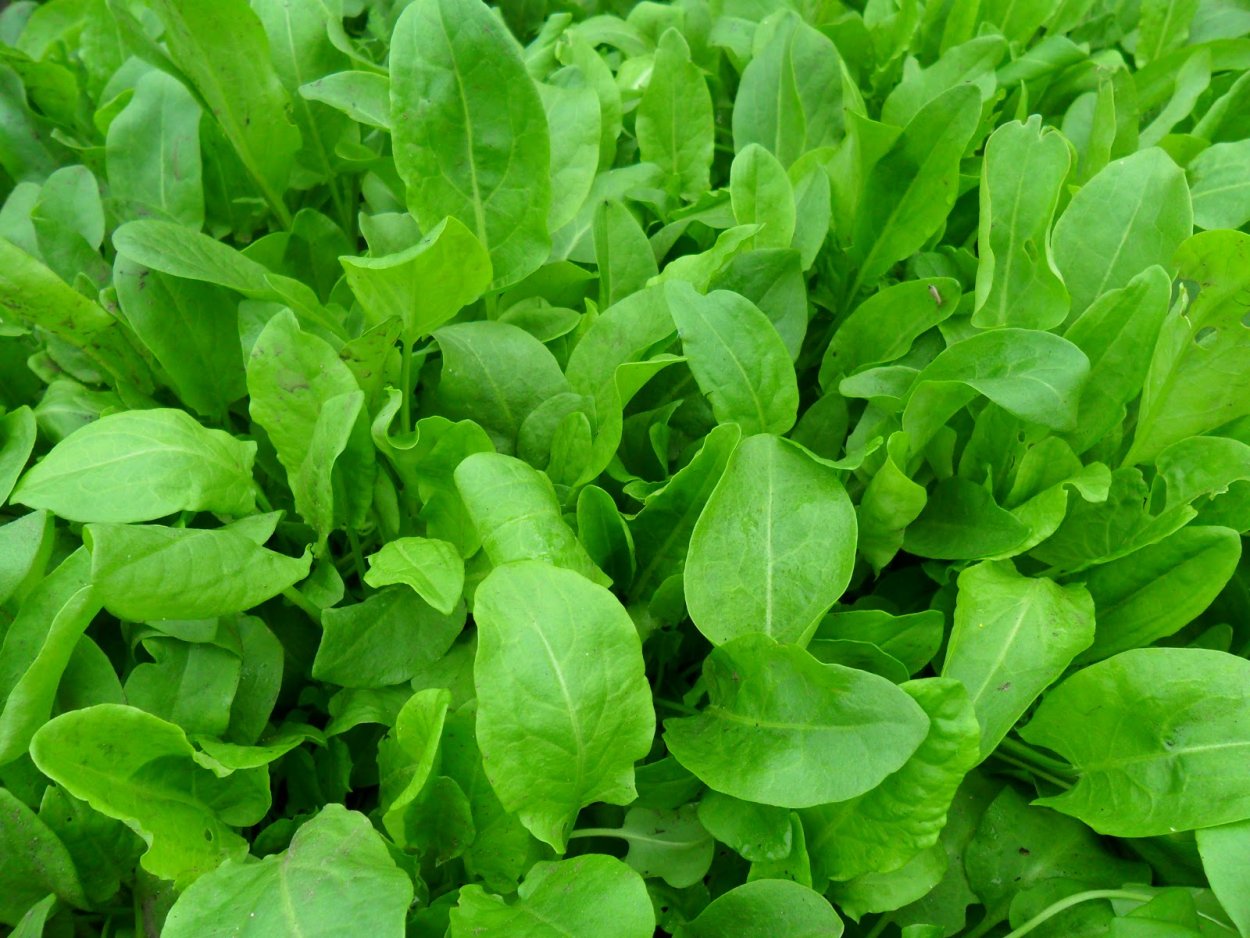 Шпинат с каплями воды