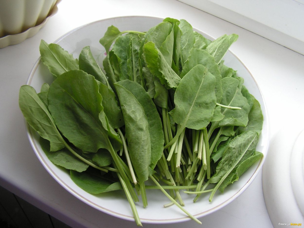 Кислятка и щавель