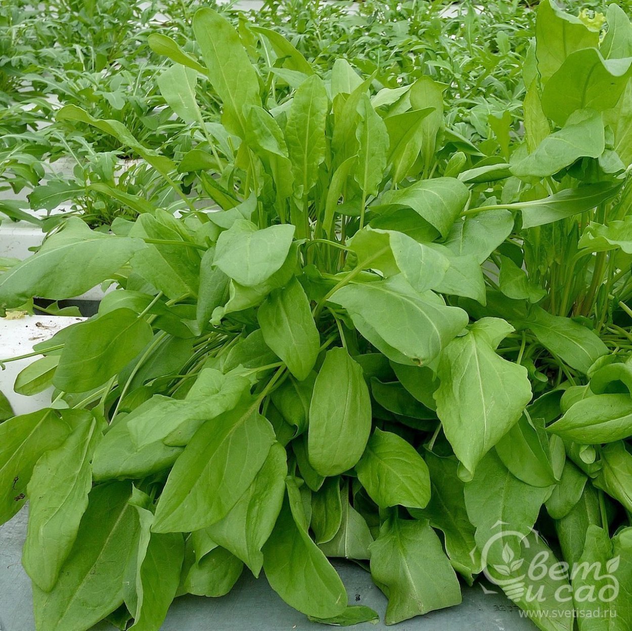 Кислятка Уральская растение