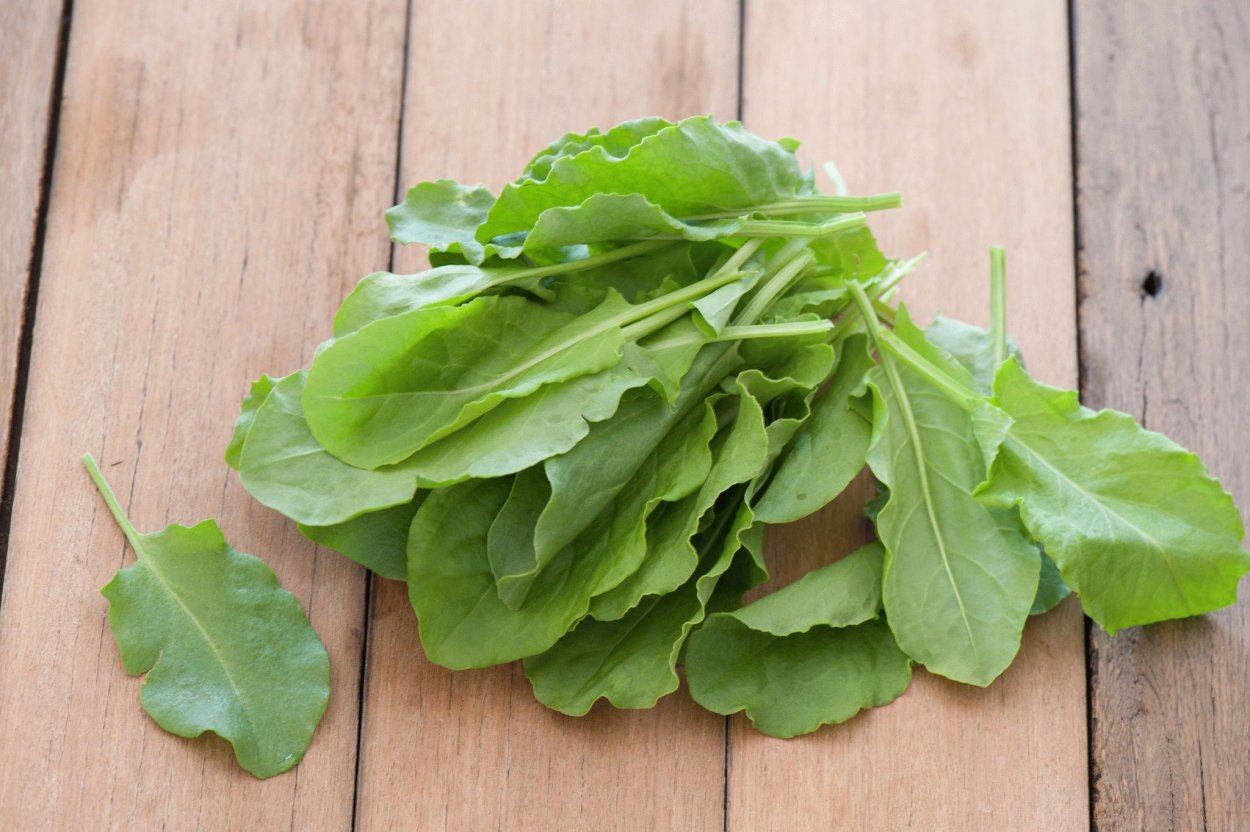 Щавель кислый лист