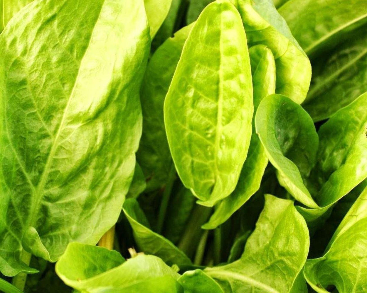 Котем армянская зелень