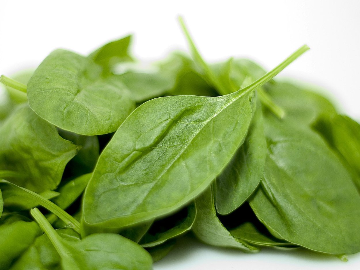 Шпинат кислятка