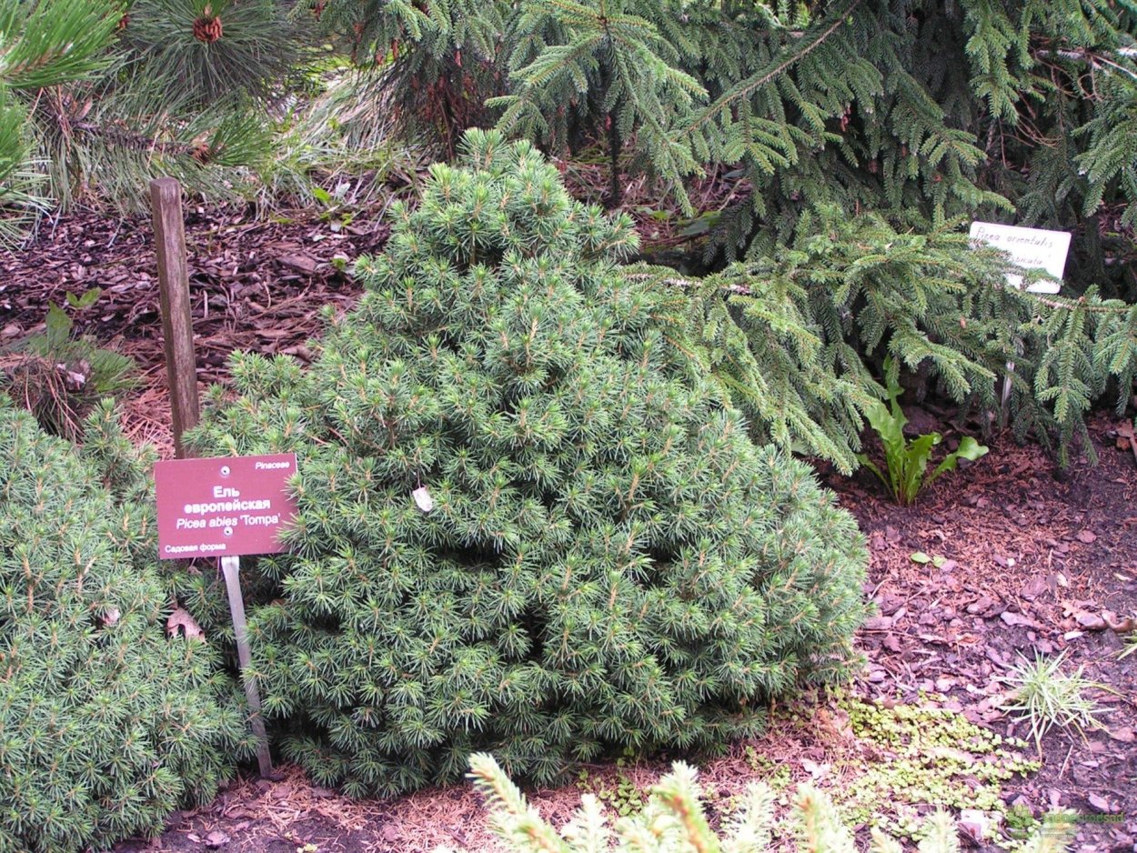 Ель обыкновенная Томпа