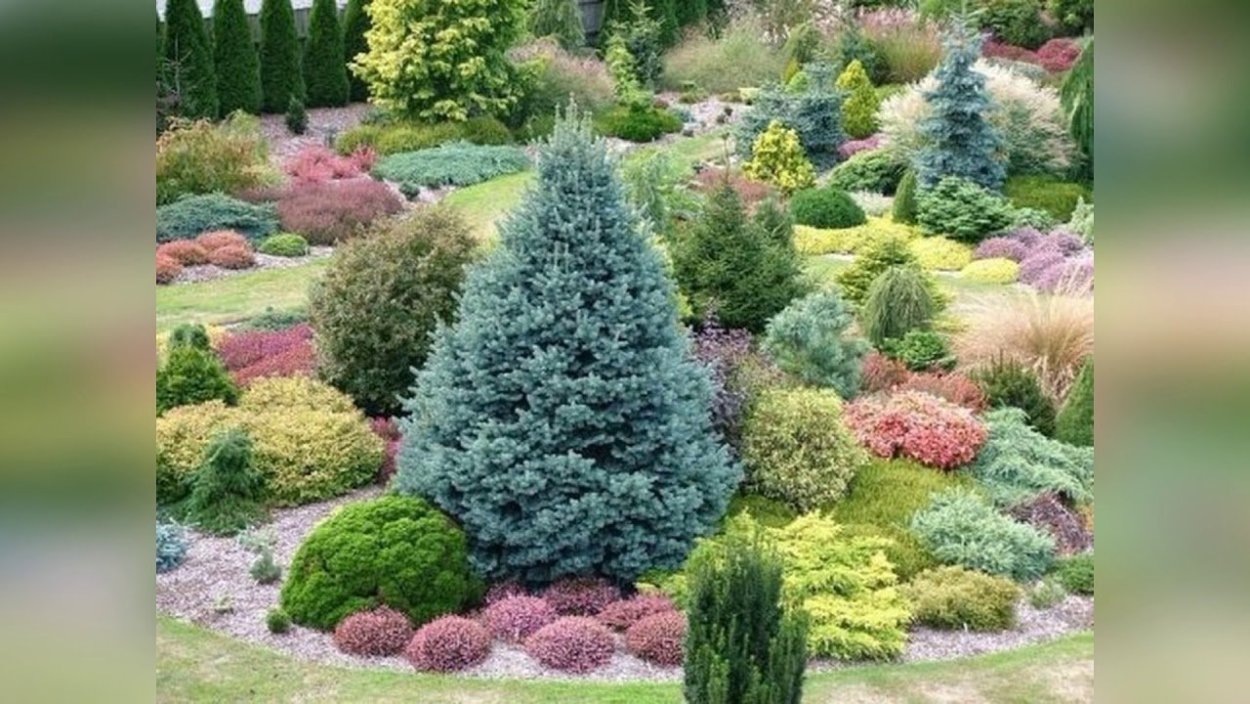 Пихта корейская verdener dom