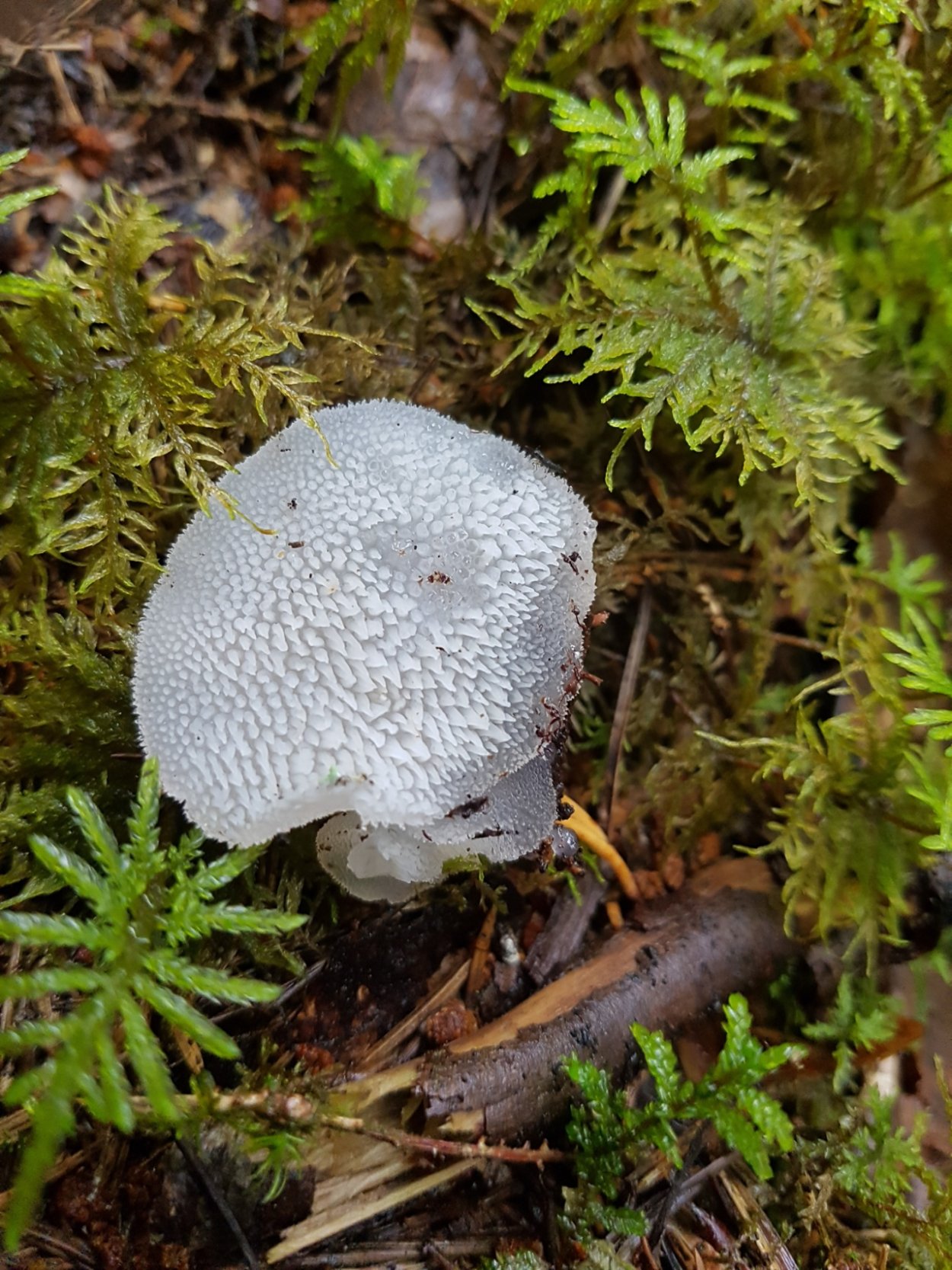 Ежовик студенистый