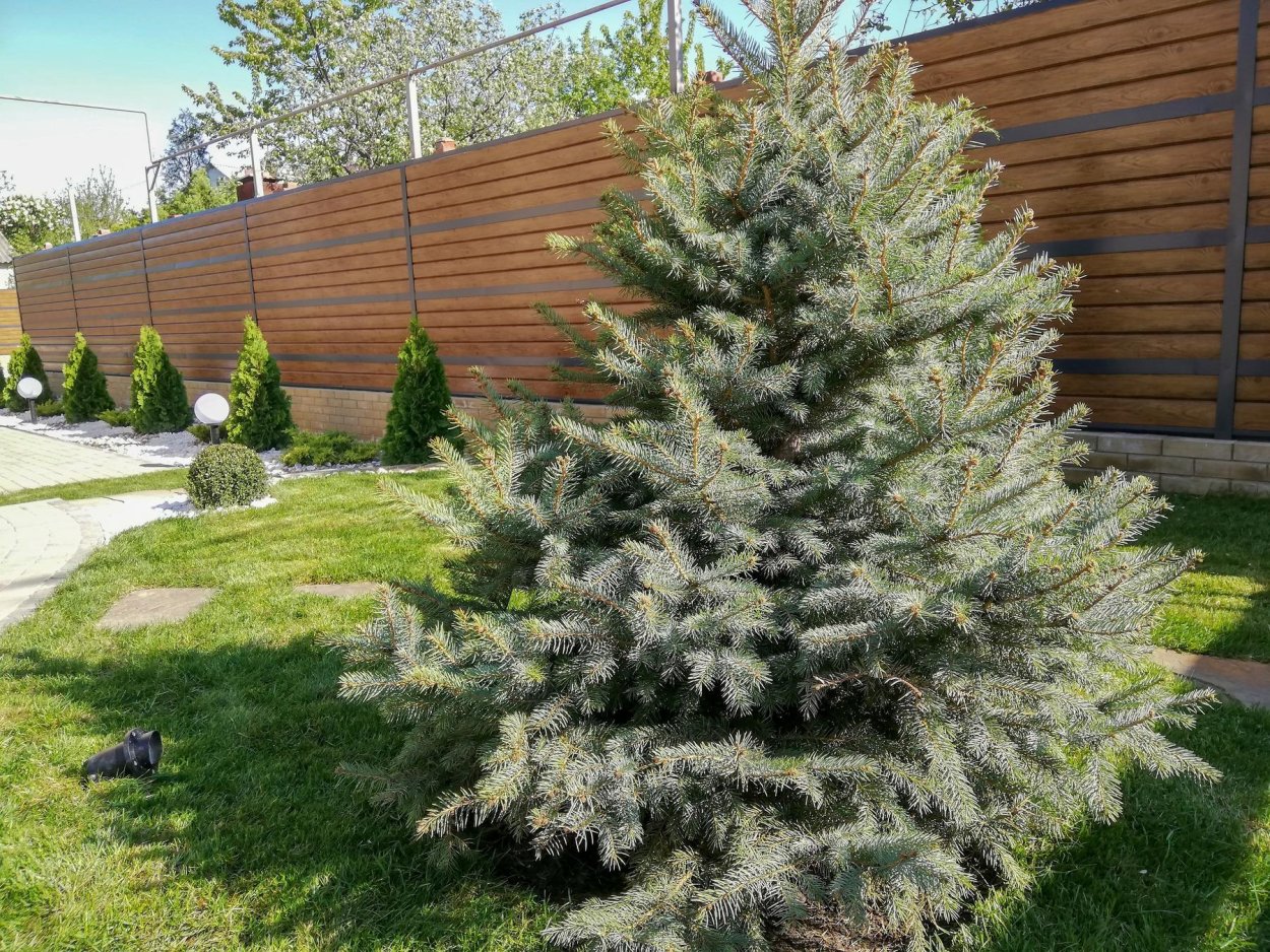 Пихта Кореана Фастигиата