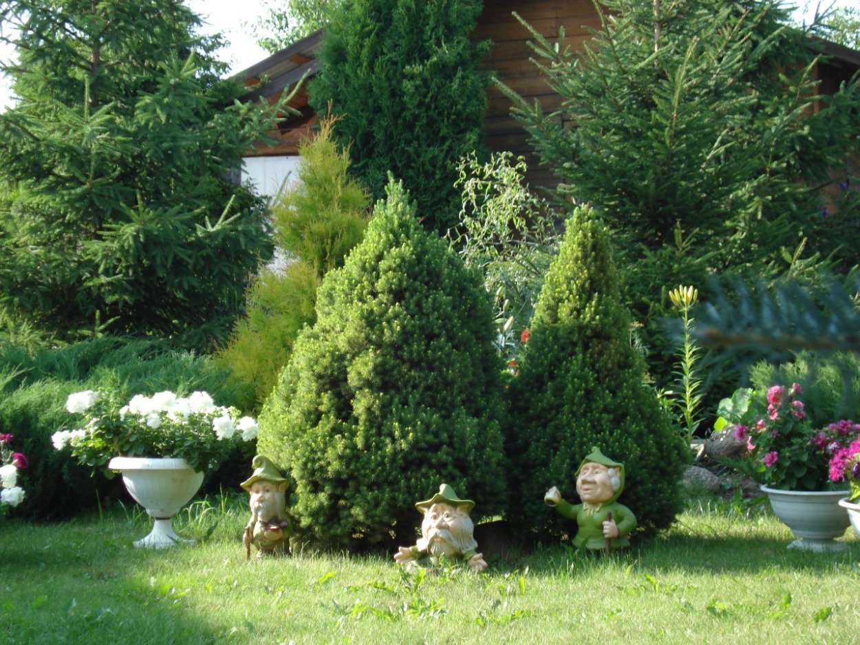 Сосна Горная Пумилио в рокарии