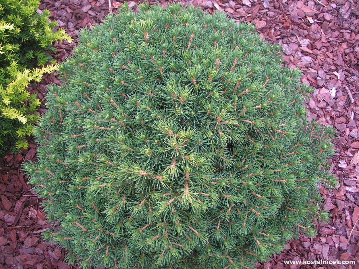 Ель обыкновенная Томпа