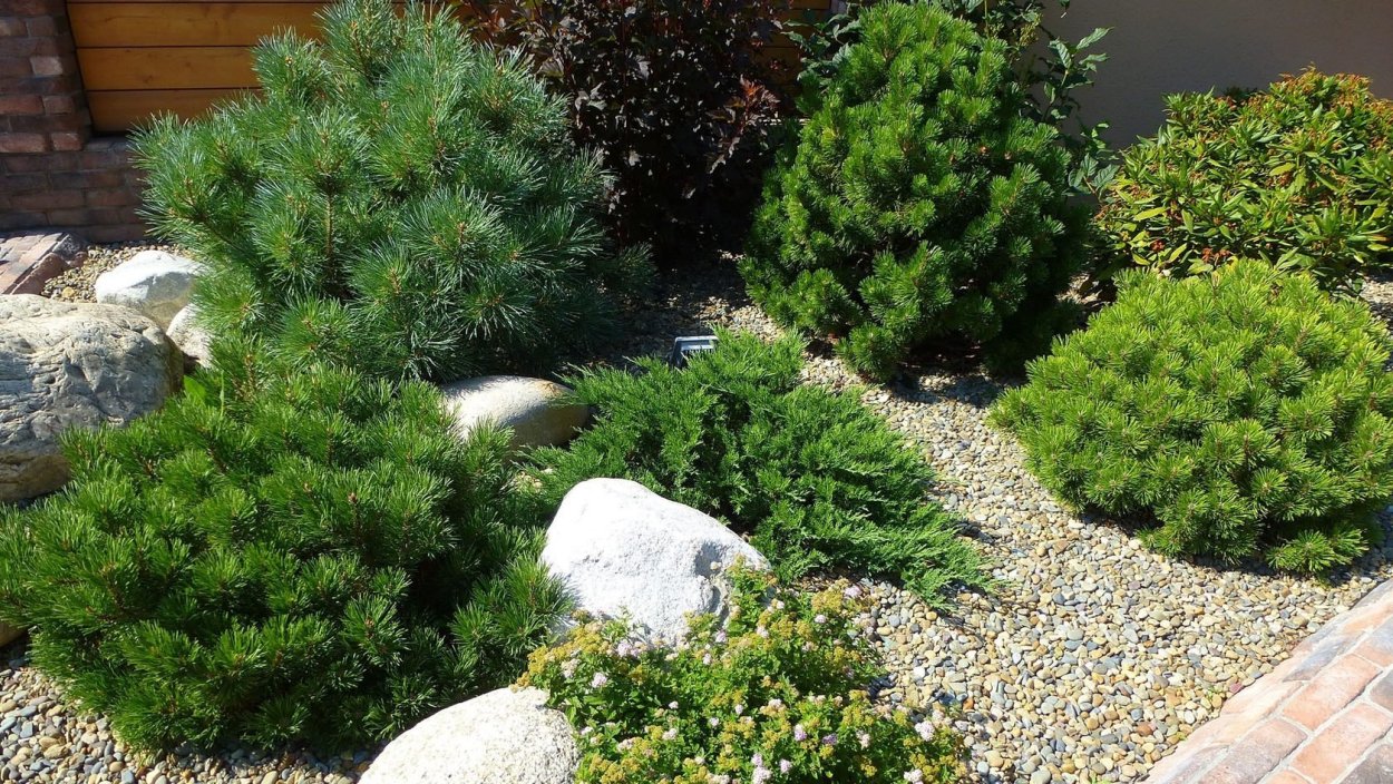 Туя Смарагд голубая ель миксбордер