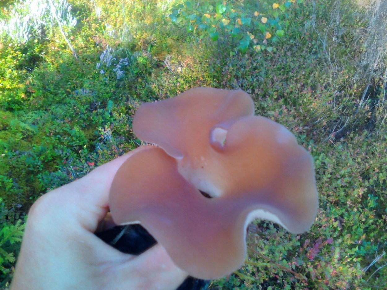 Псевдоежовик студенистый (Pseudohydnum gelatinosum)