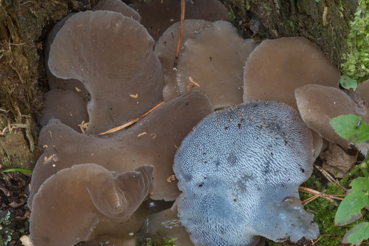 Псевдоежовик студенистый