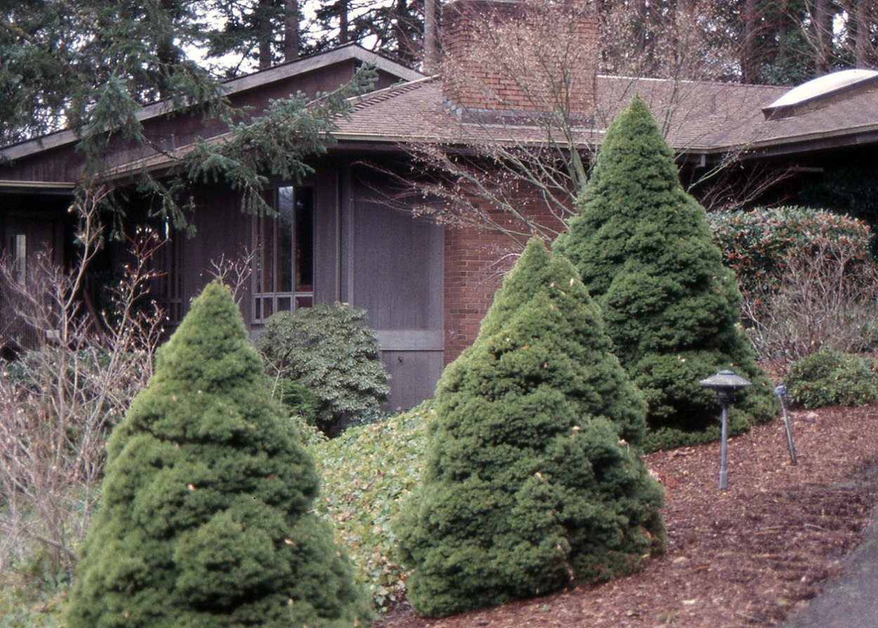 Ель обыкновенная Томпа