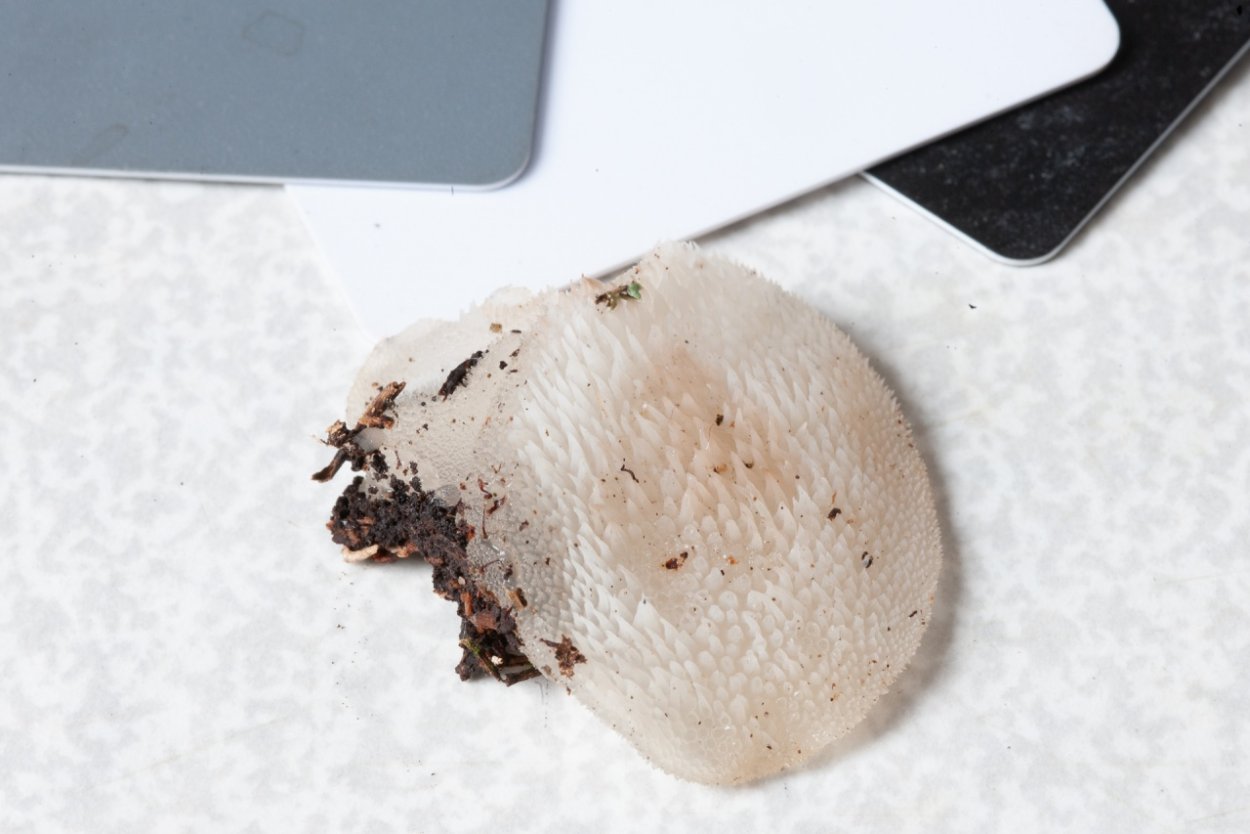 Ежовик студенистый