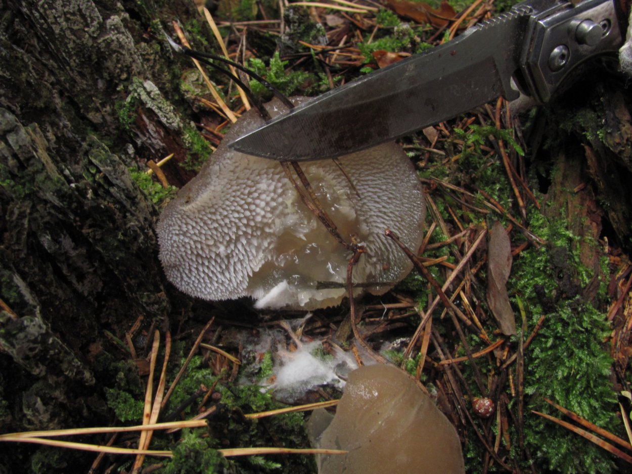 Гриб ежовик черный