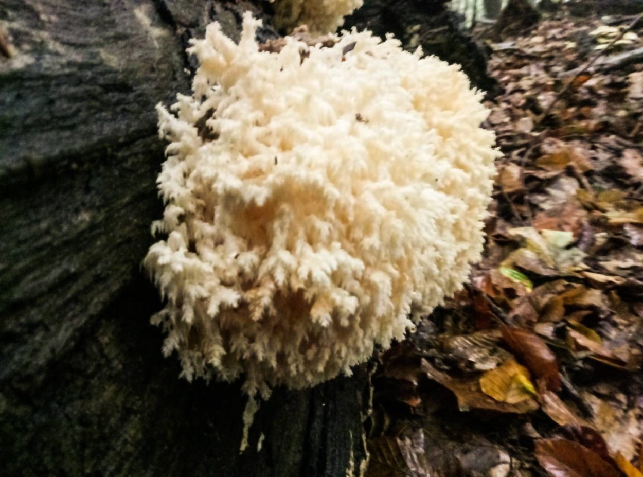 Ежовик студенистый