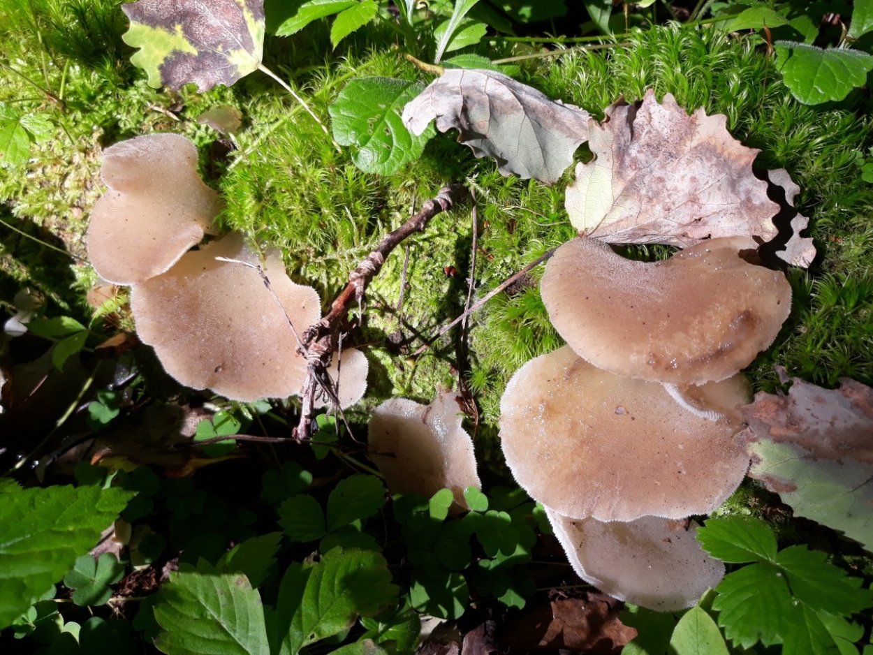 Ложноежовик студенистый гриб