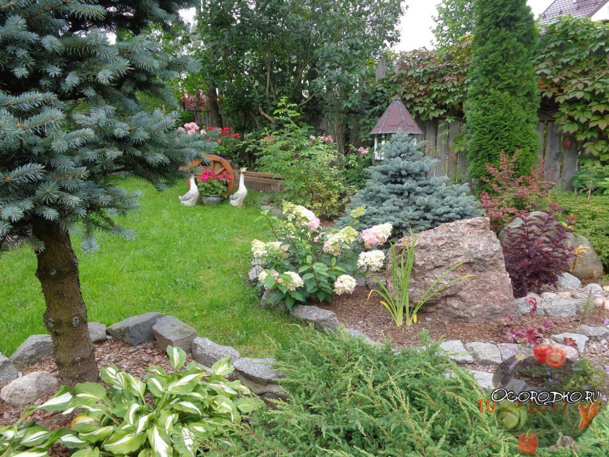 Миксбордер с елью колючей