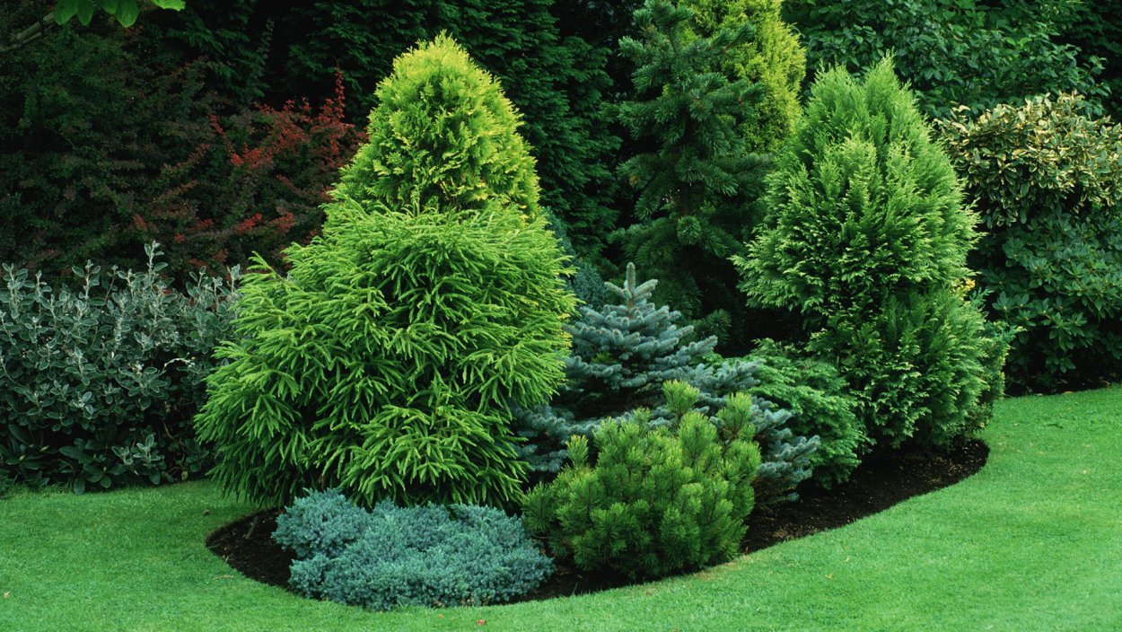 Минт джулеп,Блю карпет можжевельник