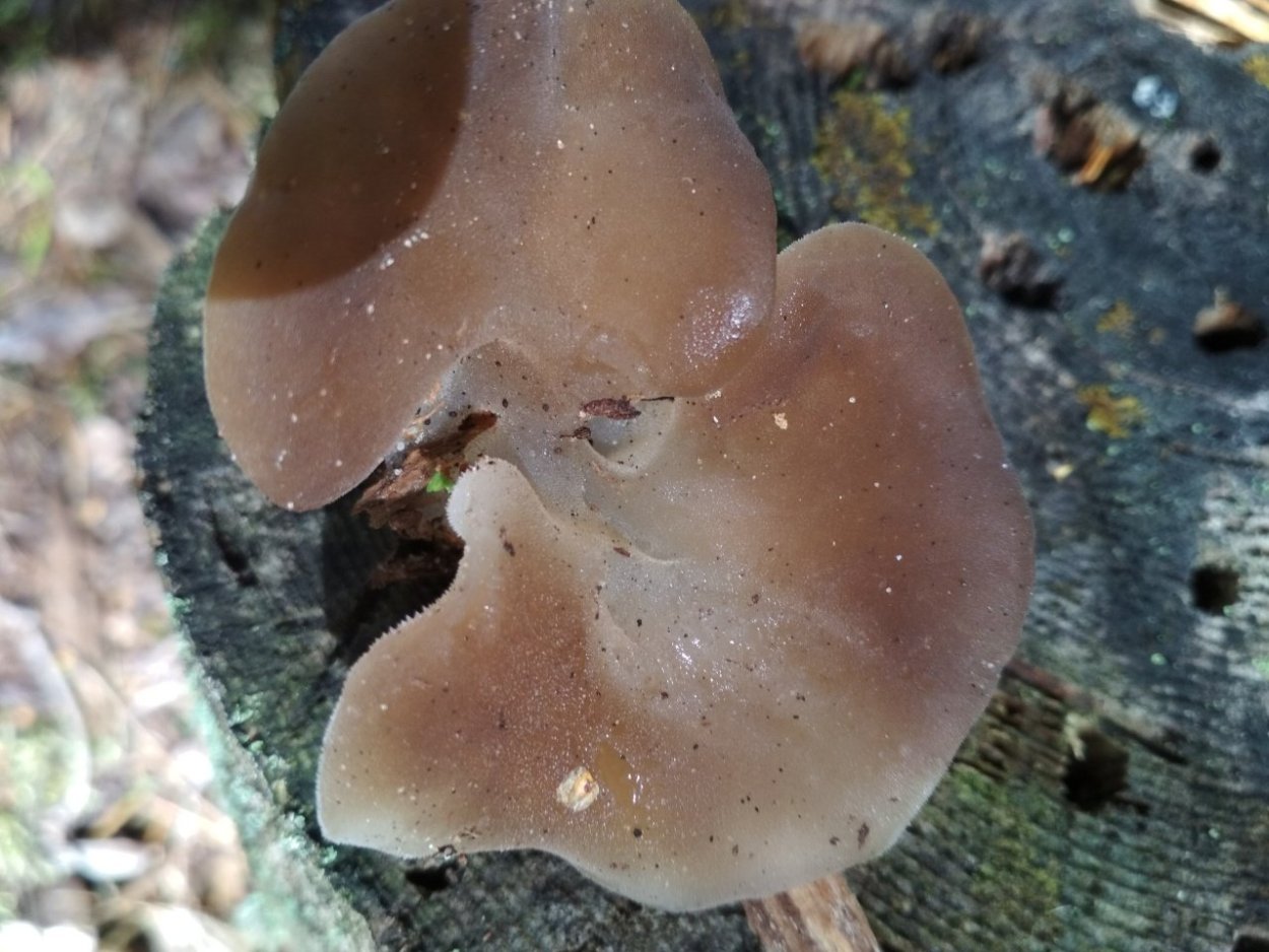 Ежовик студенистый