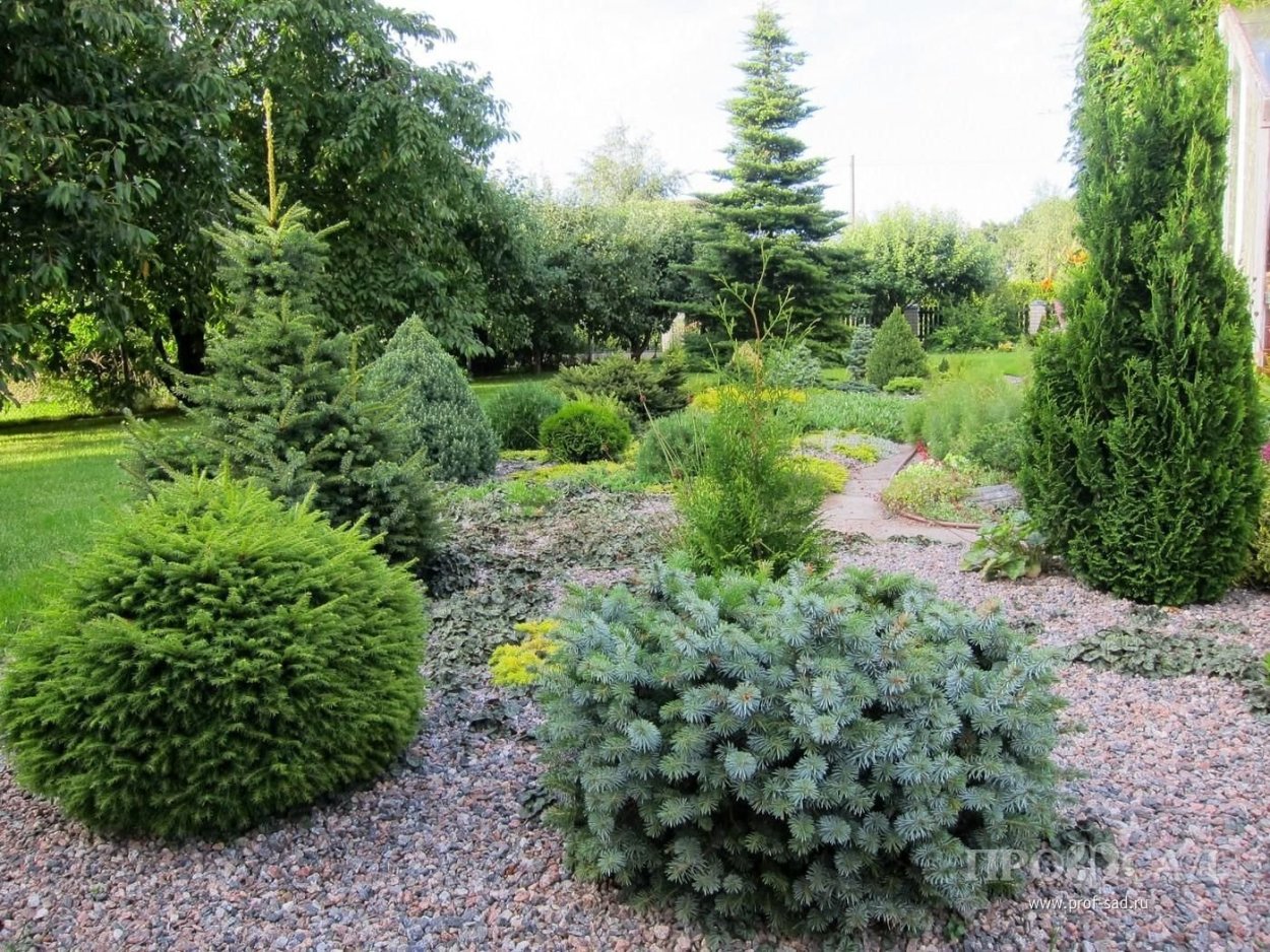 Миксбордер с туей Смарагд